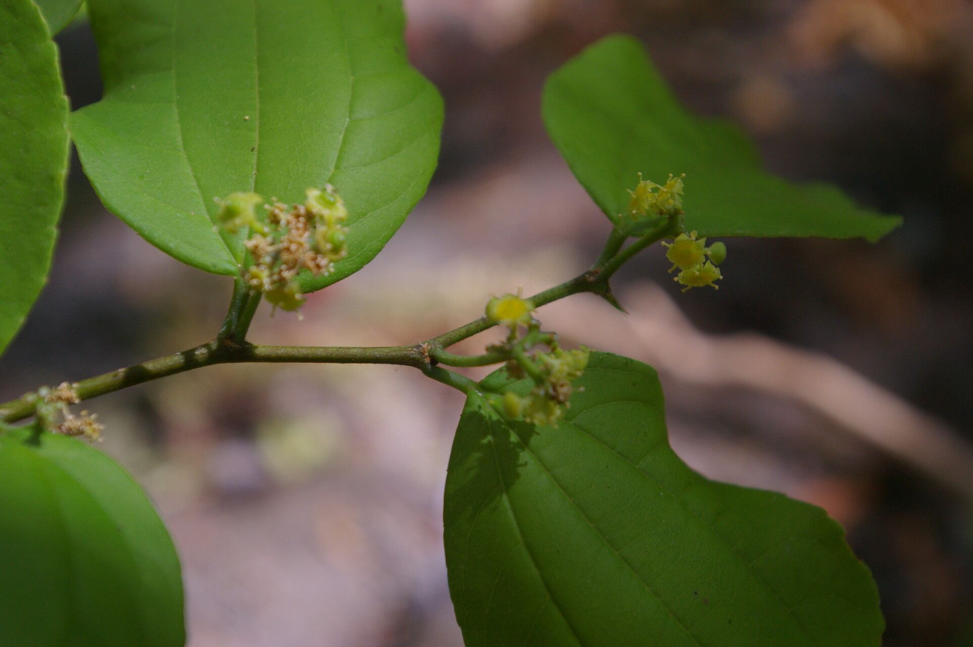 Ziziphus guatemalensis flower