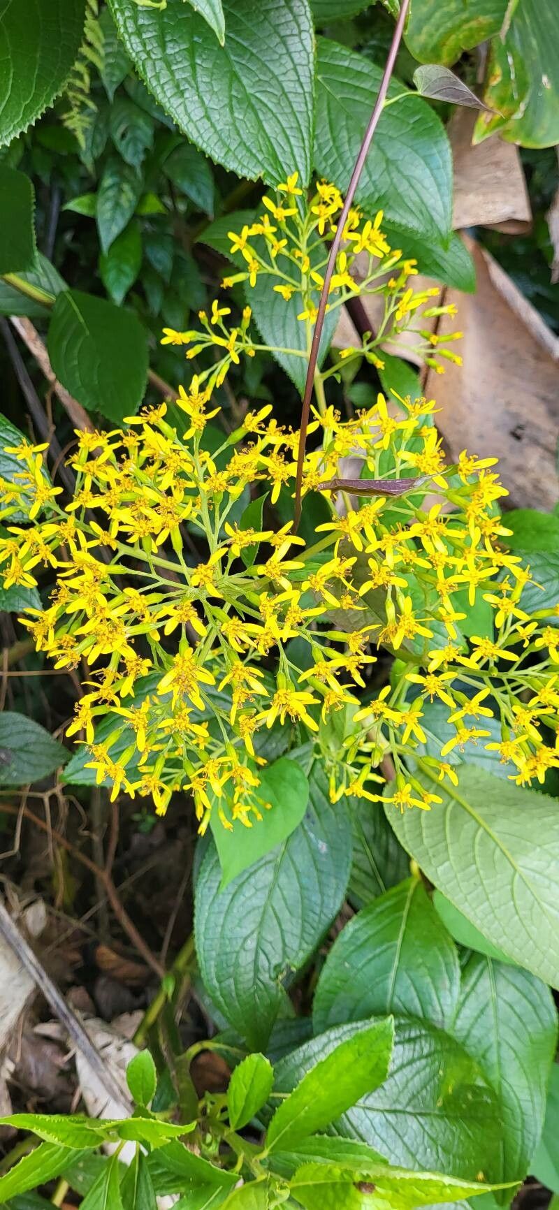 Dendrophorbium lucidum flower
