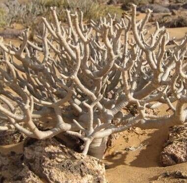 Othonna lasiocarpa habit