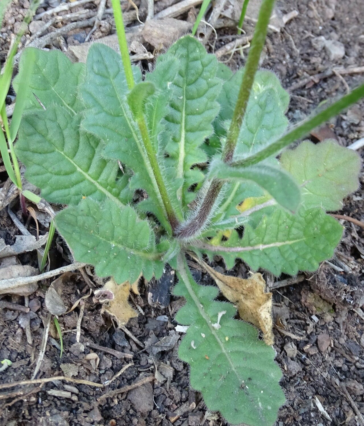 Biscutella didyma — houseplant care guide