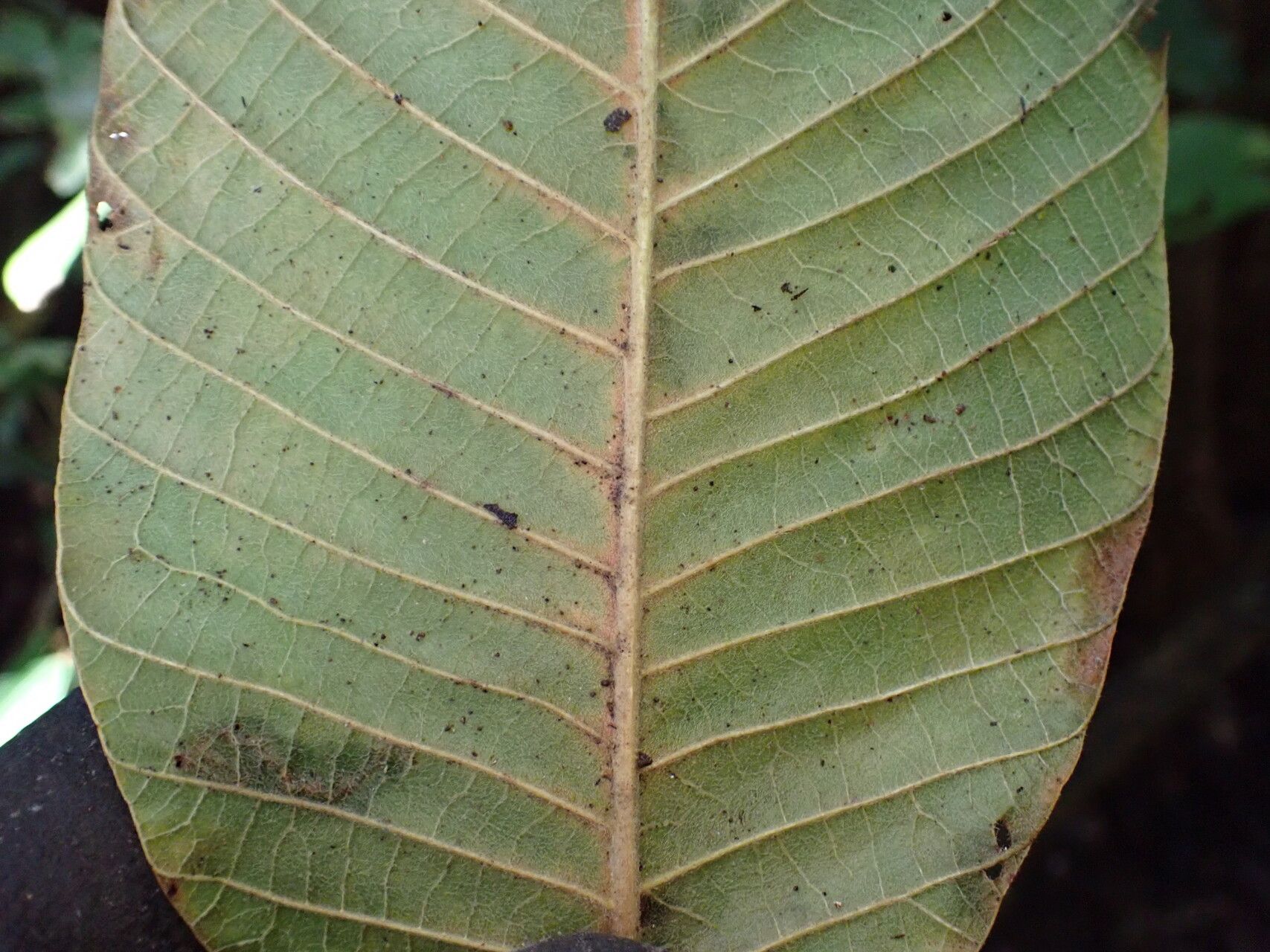 Pouteria alnifolia — related species from the same genus