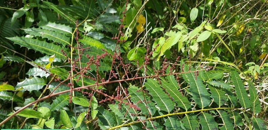 Zanthoxylum caribaeum flower