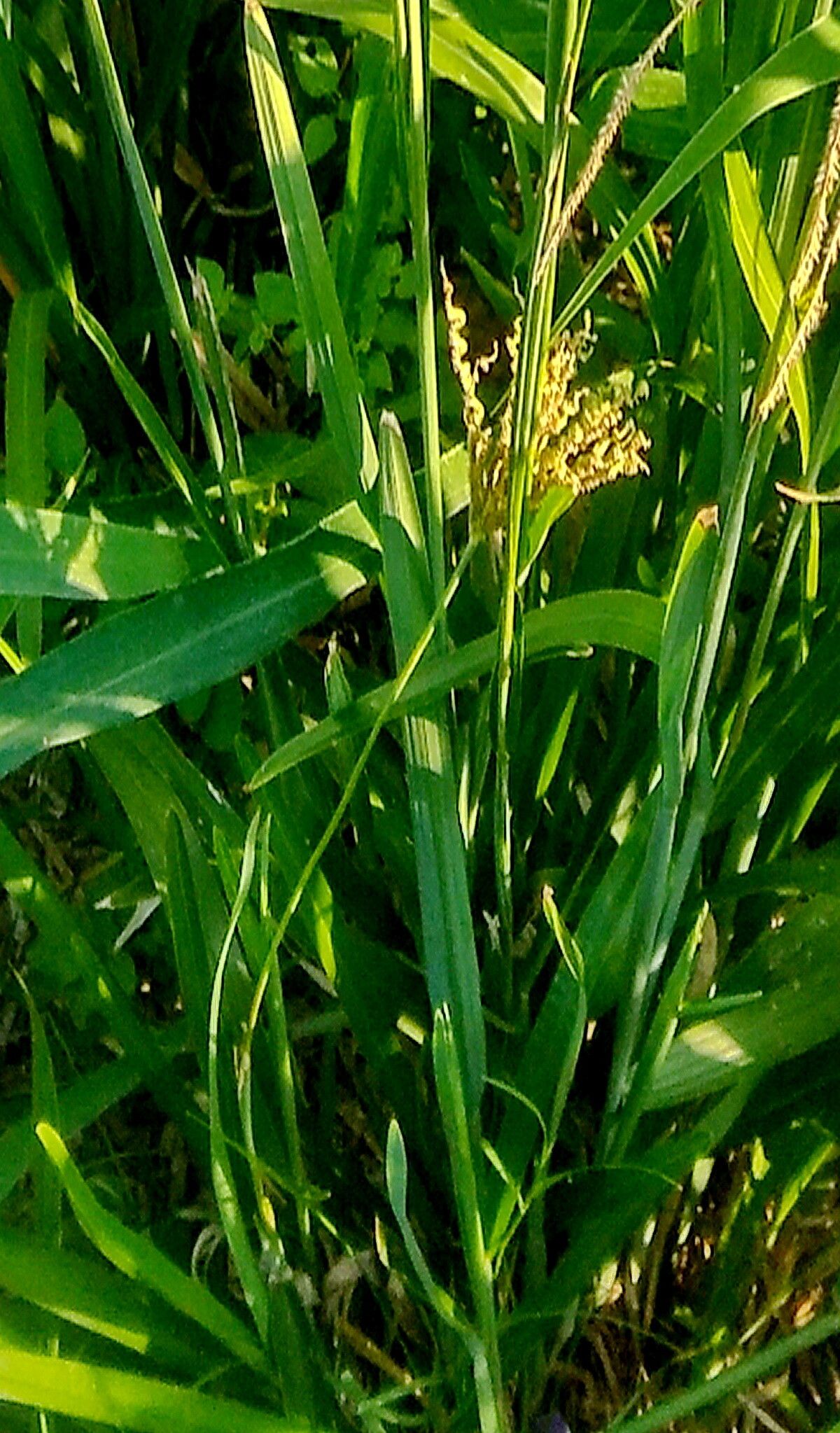 Eustachys distichophylla — houseplant care guide