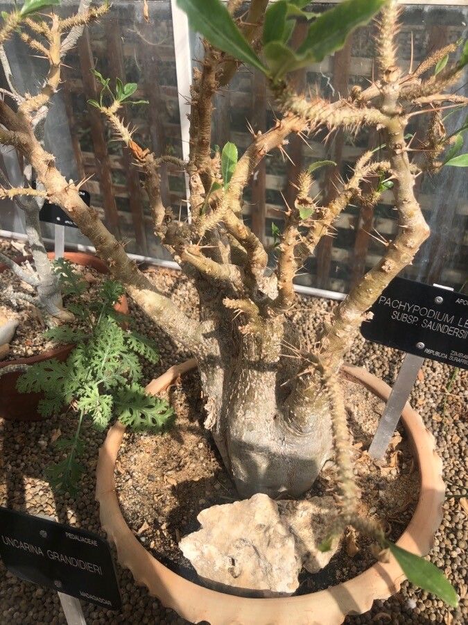 Pachypodium lealii bark