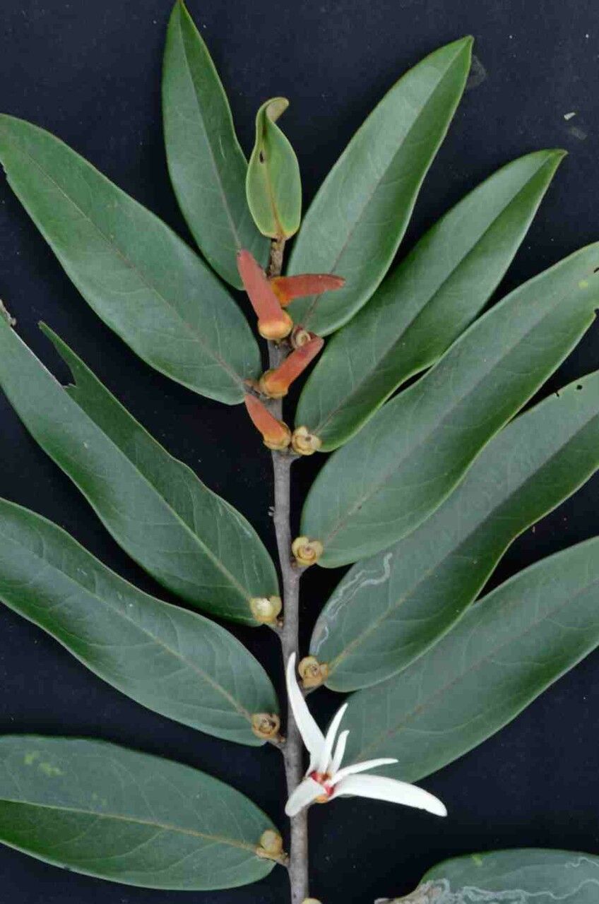 Xylopia aromatica flower