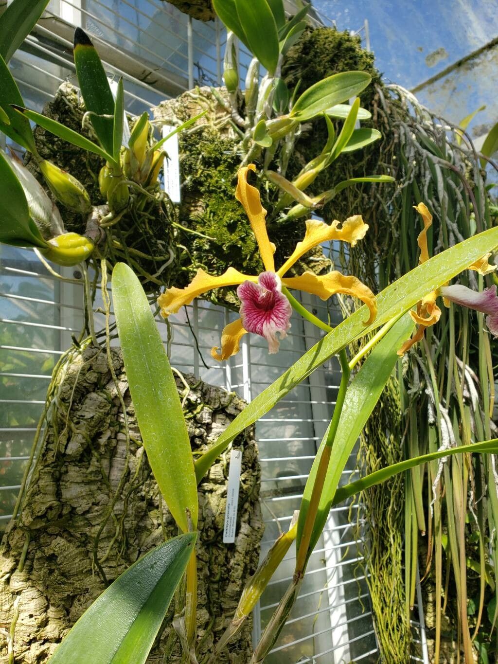 Cattleya grandis flower