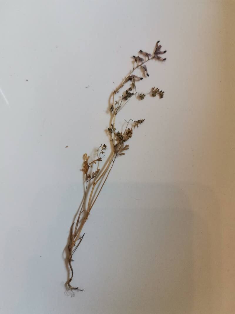 Fumaria rostellata habit