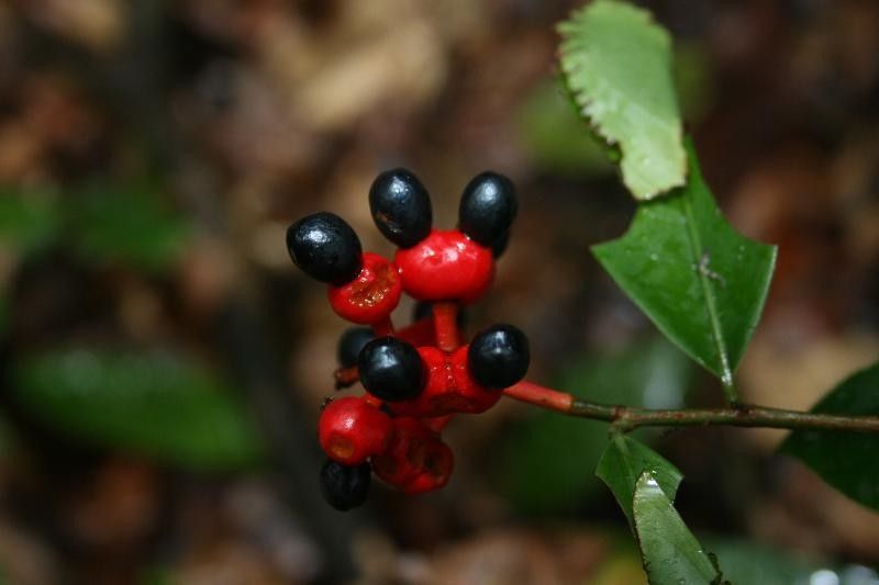 Ouratea pendula fruit