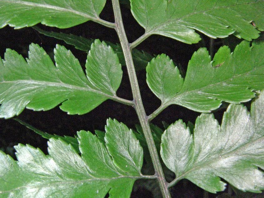 Diplazium prominulum leaf