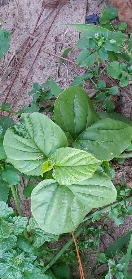 Jacquemontia tamnifolia — houseplant care guide