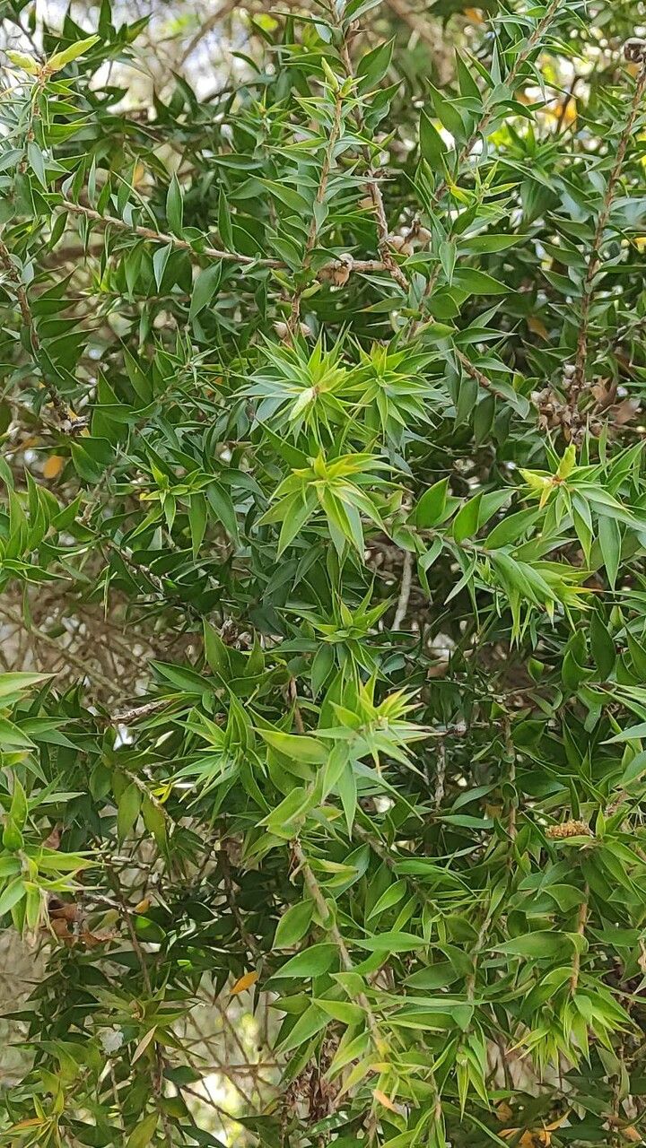 Melaleuca styphelioides leaf