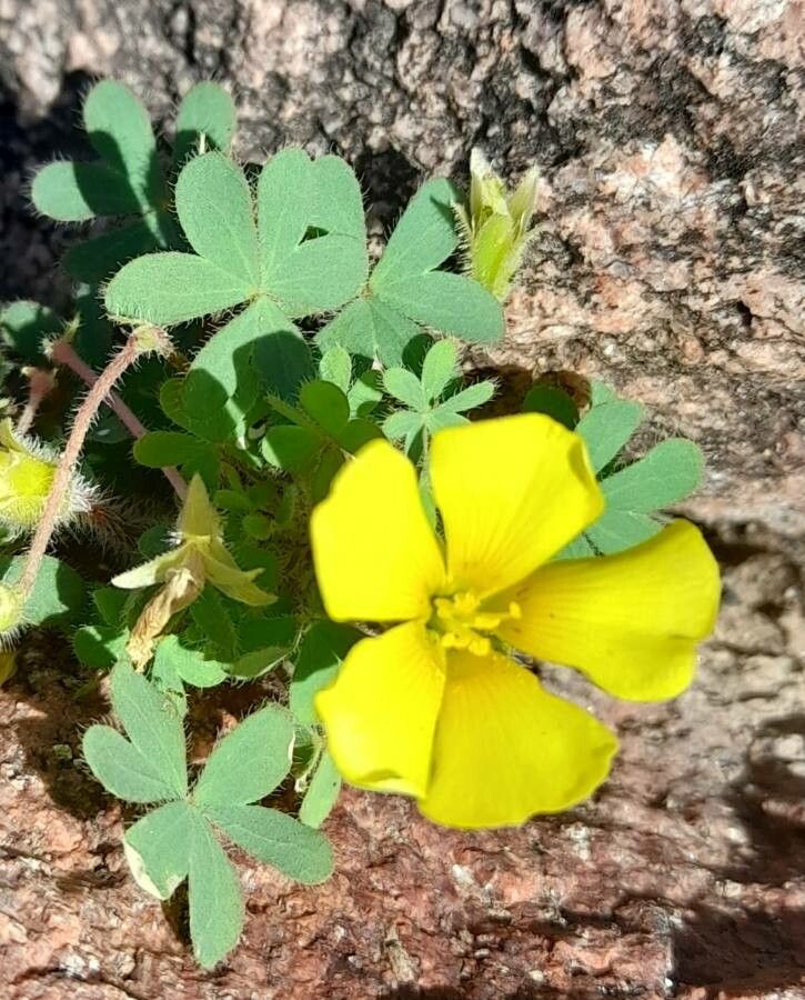 Oxalis conorrhiza habit