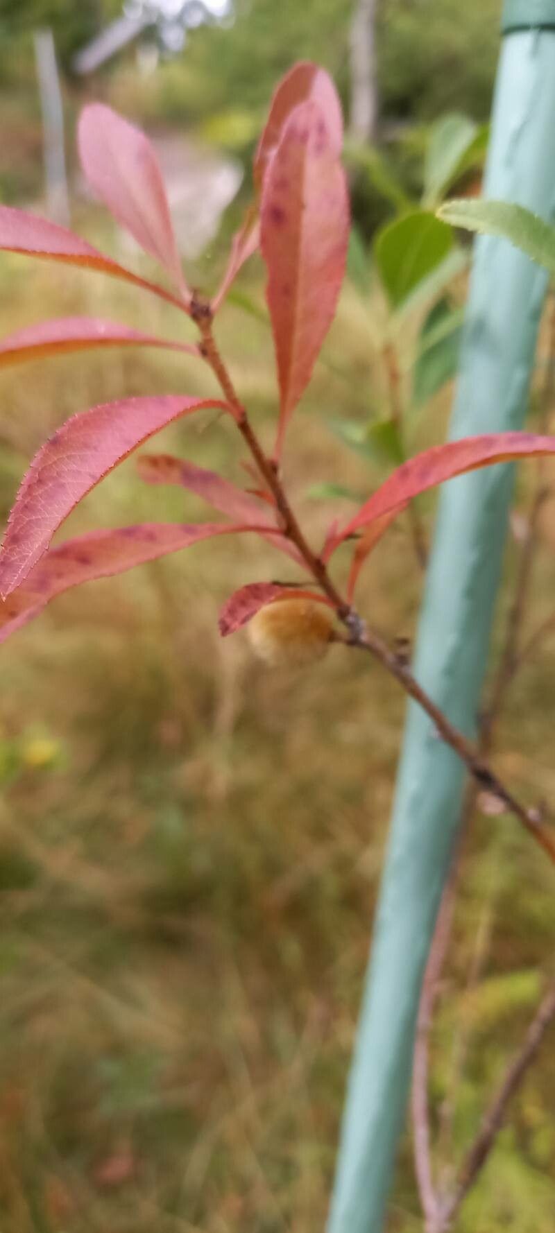 Prunus tenella fruit
