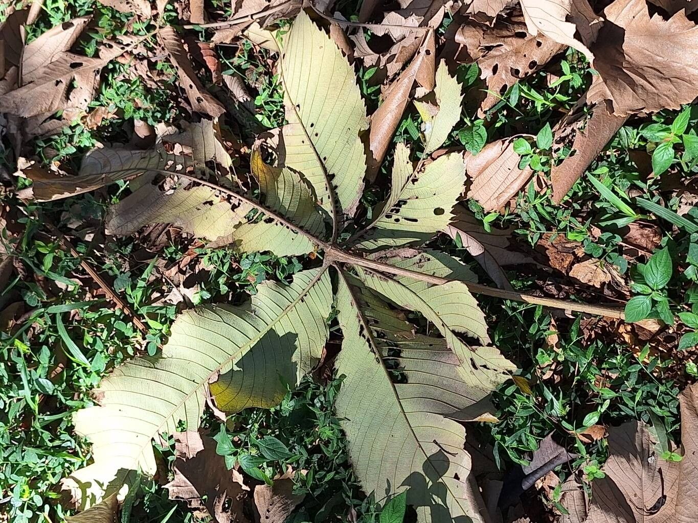 Myrianthus holstii leaf