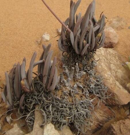 Bulbine triebneri — search result for 'Bulbine'