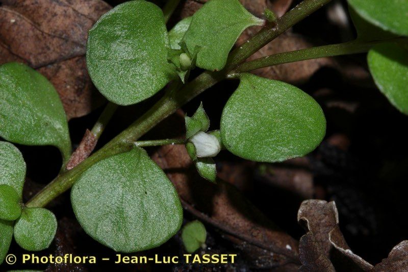 Lysimachia tyrrhenia other