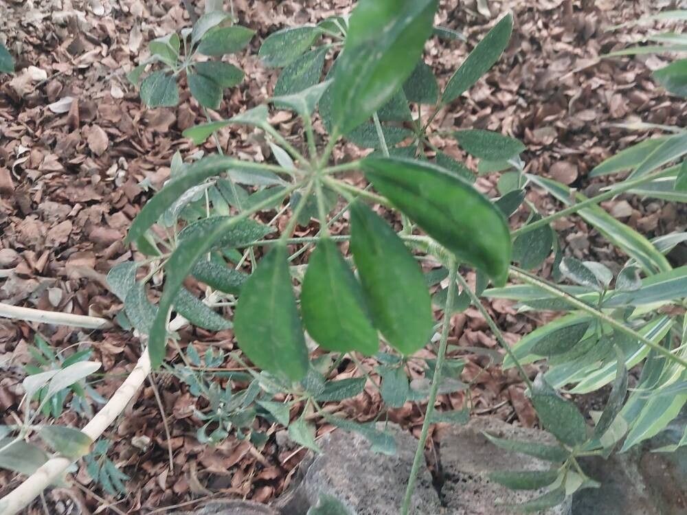 Heptapleurum heptaphyllum leaf