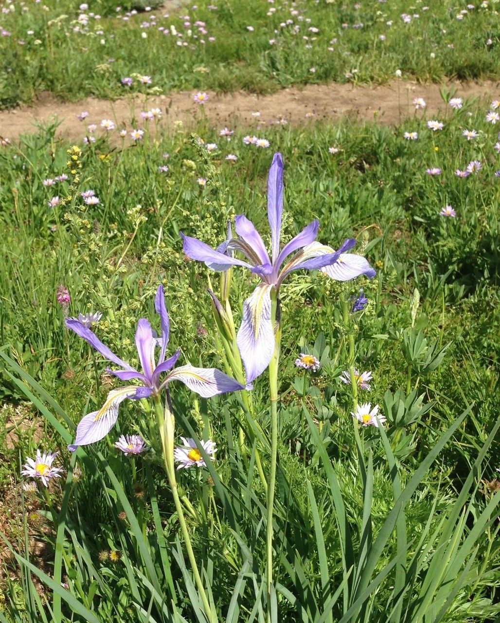 Iris missouriensis bark