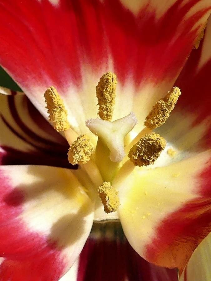 Tulipa aximensis fruit