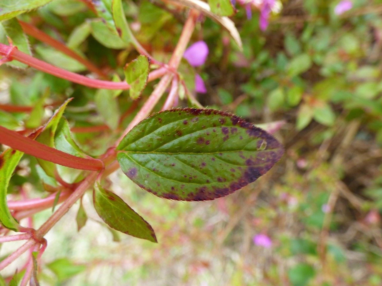 Centradenia inaequilateralis leaf
