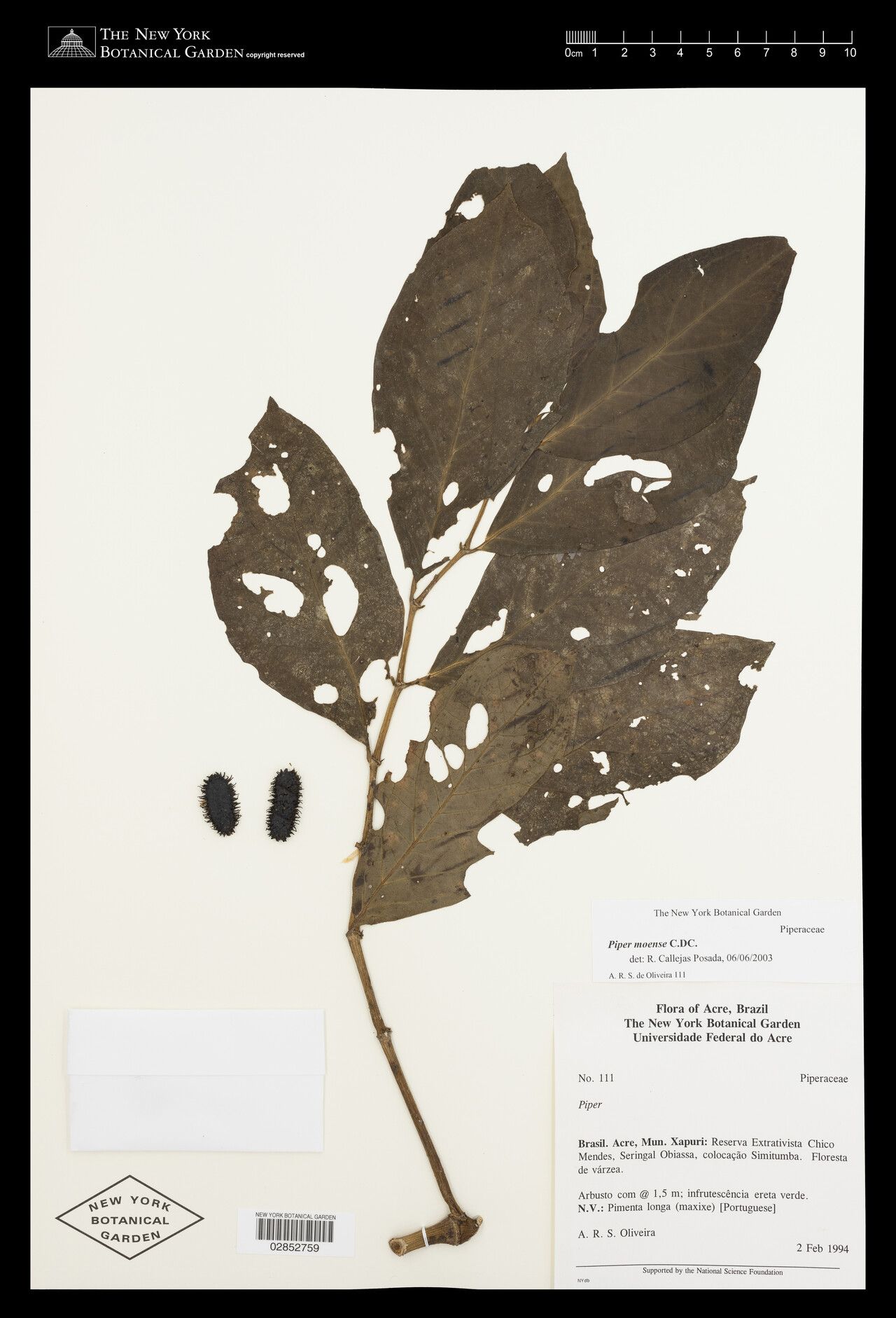 Piper moense — houseplant care guide