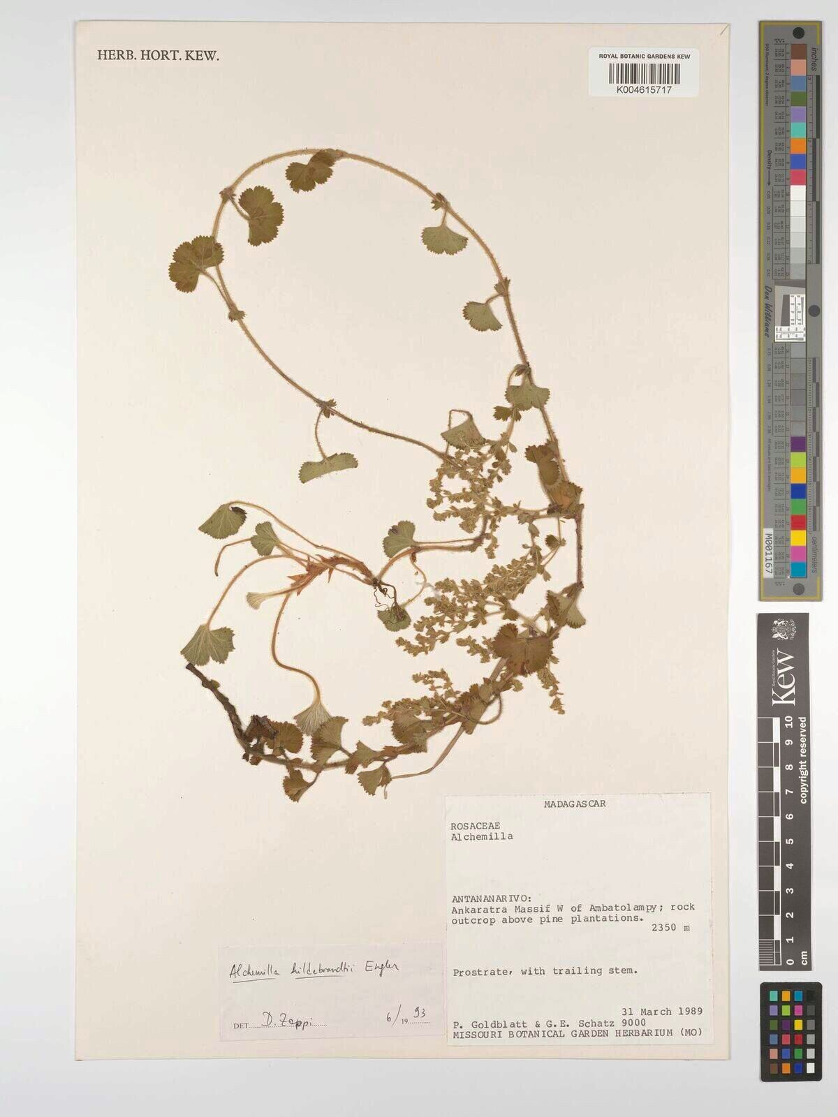 Alchemilla hildebrandtii — houseplant care guide
