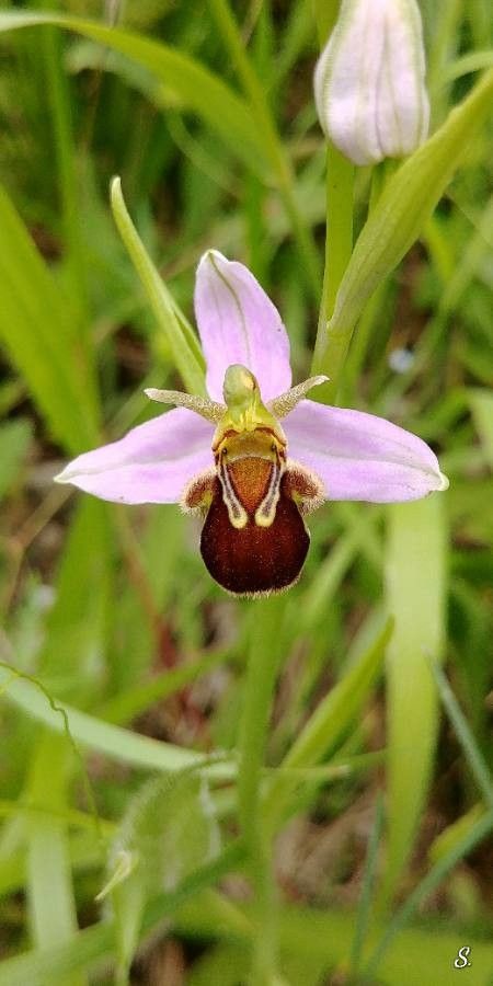 Ophrys apifera flower