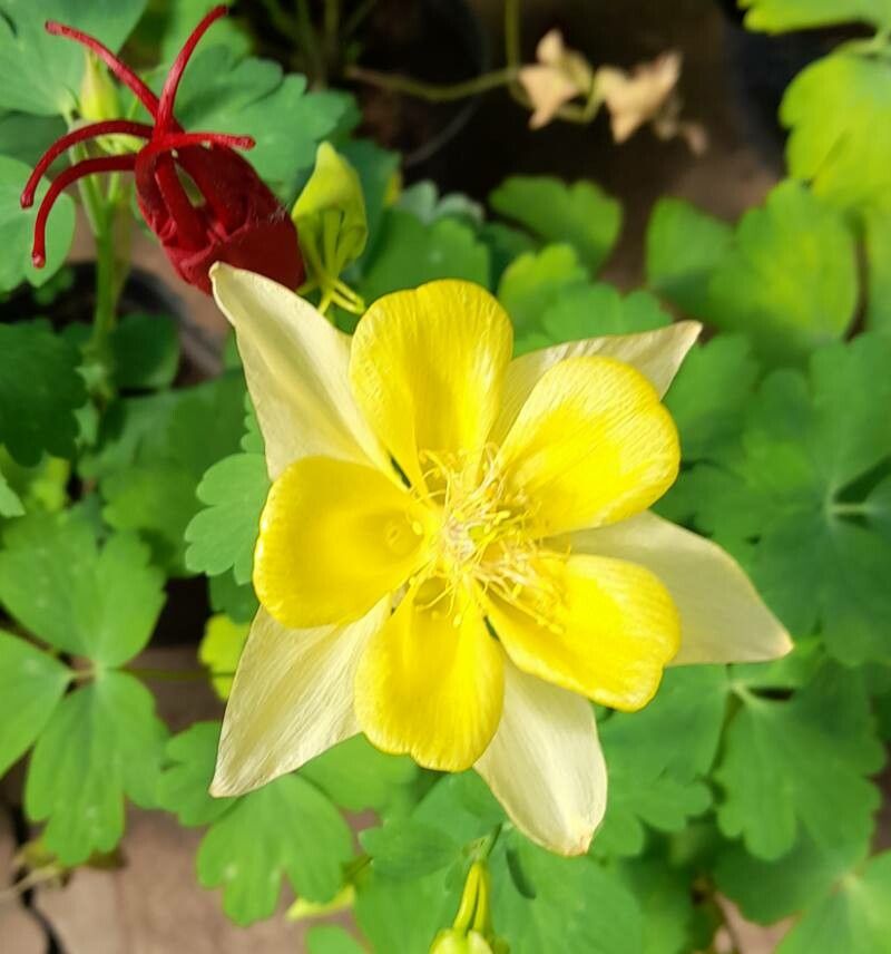 Aquilegia caerulea flower