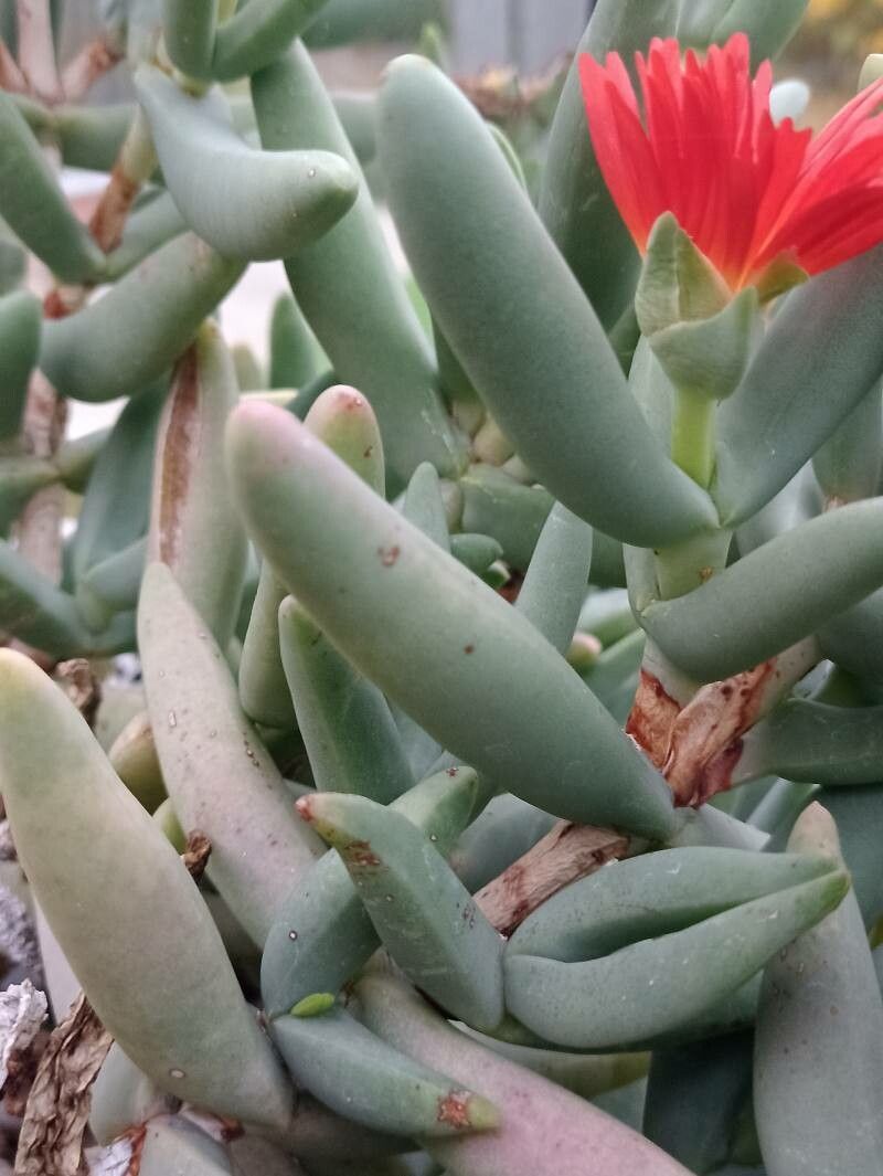 Astridia herrei — related species from the same genus