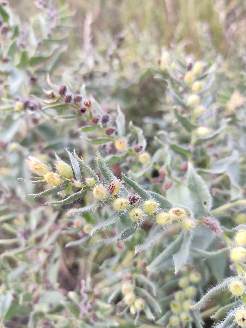 Nonea vesicaria fruit