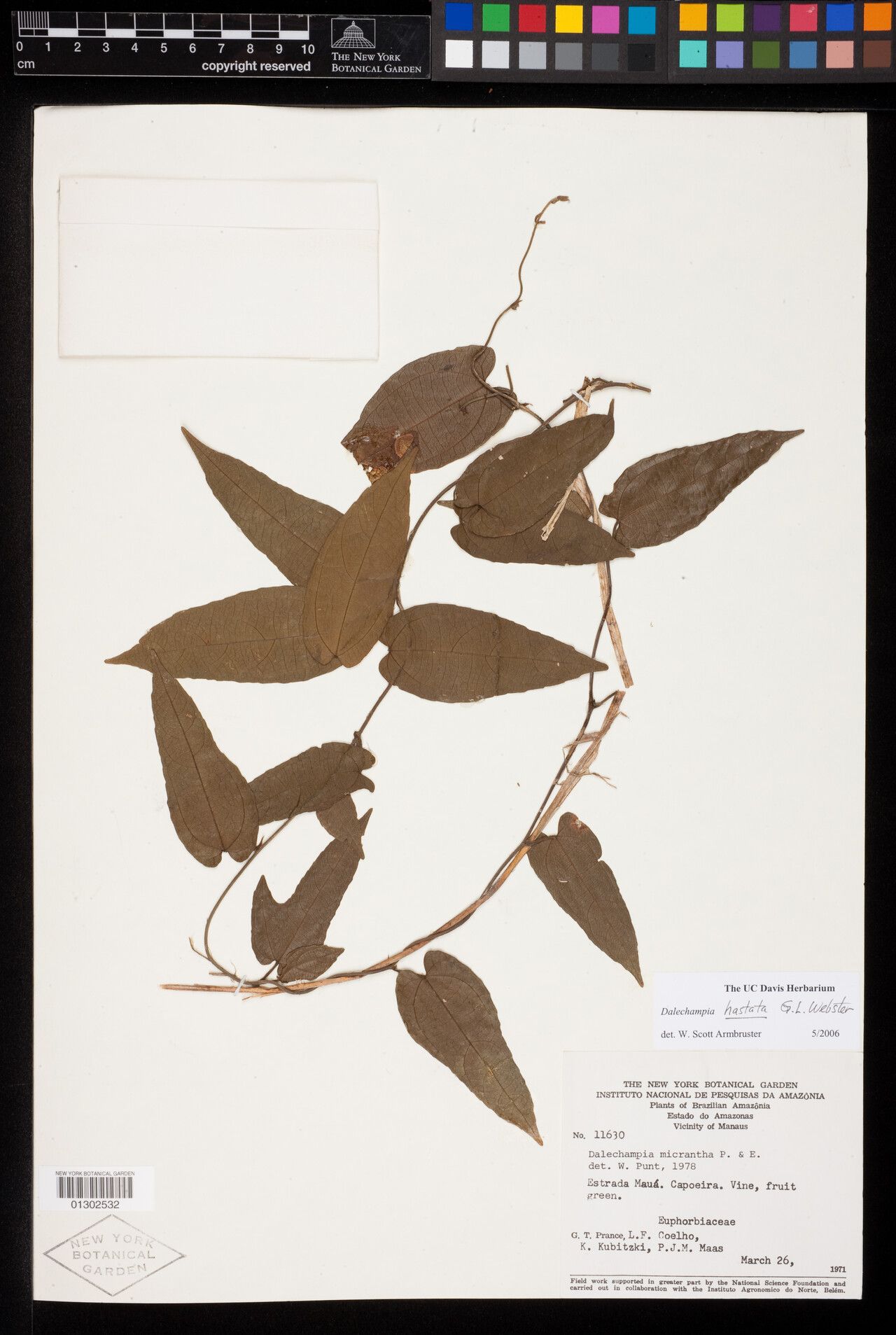 Dalechampia hastata — houseplant care guide