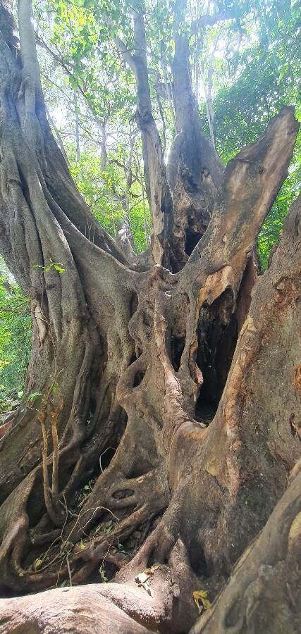 Ficus vallis-choudae bark