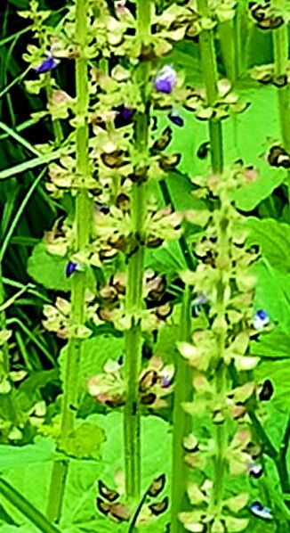 Coleus monostachyus — search result for 'Coleus'