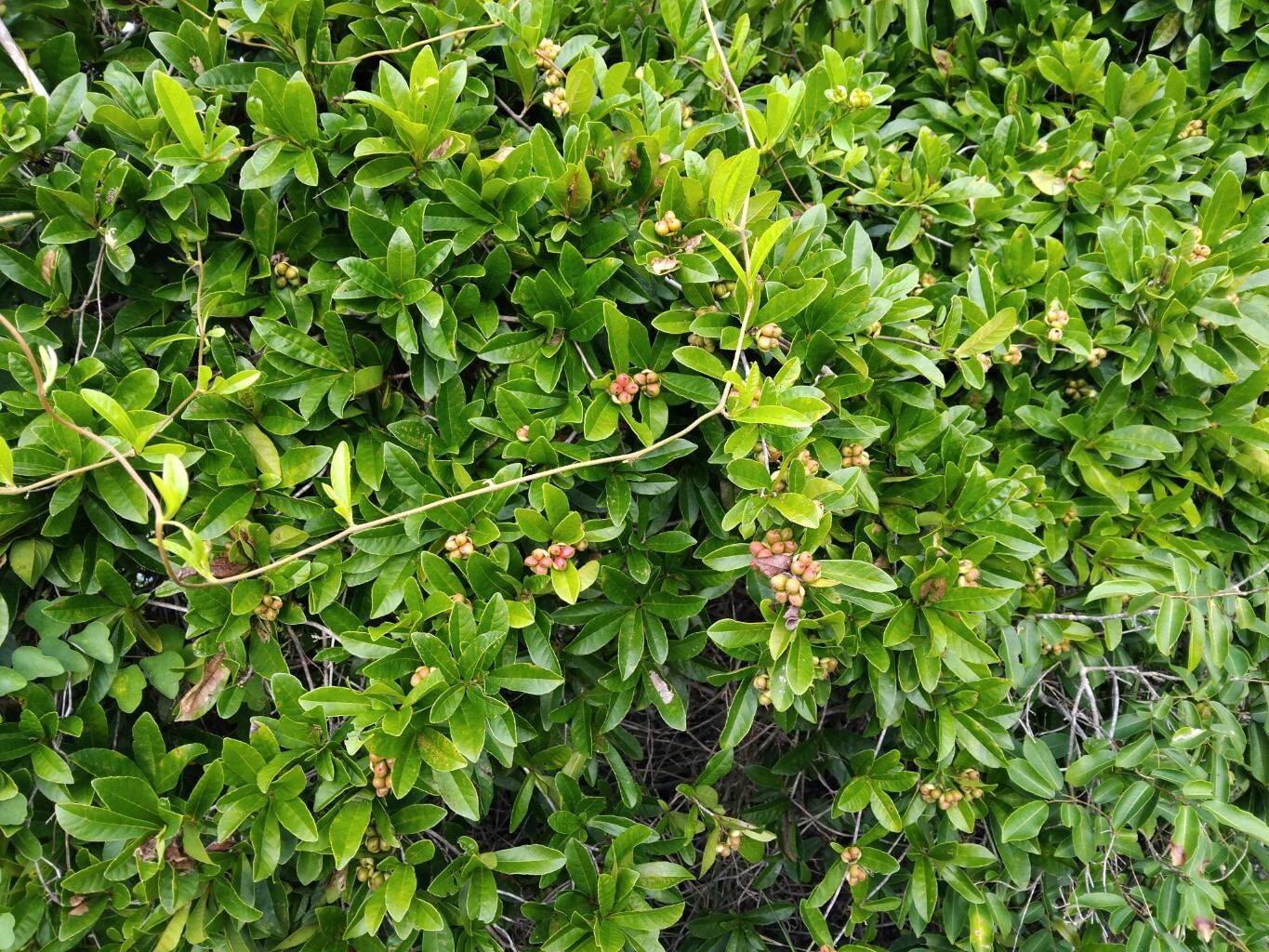 Tetracera rutenbergii habit