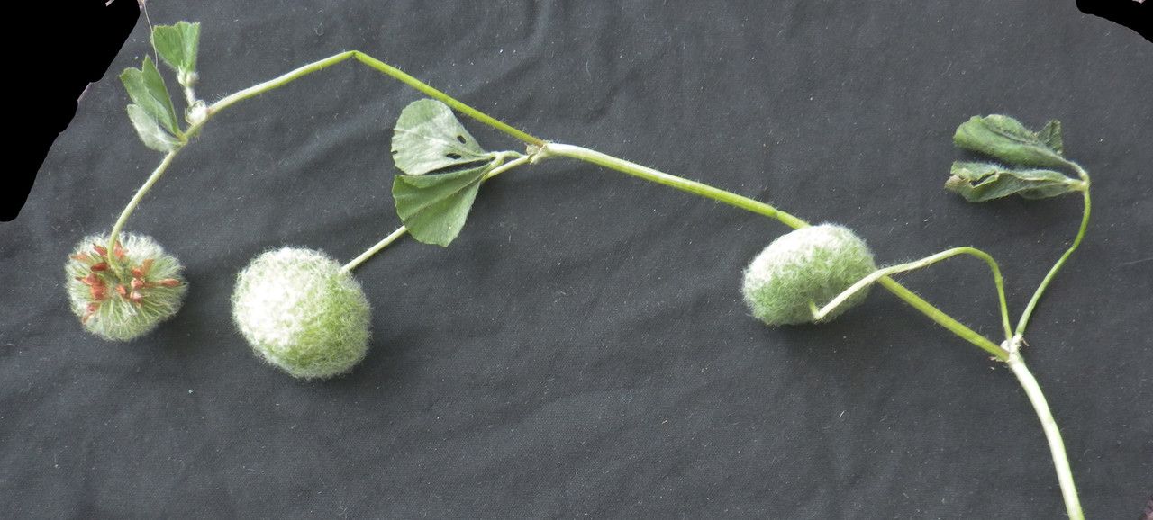 Trifolium globosum fruit