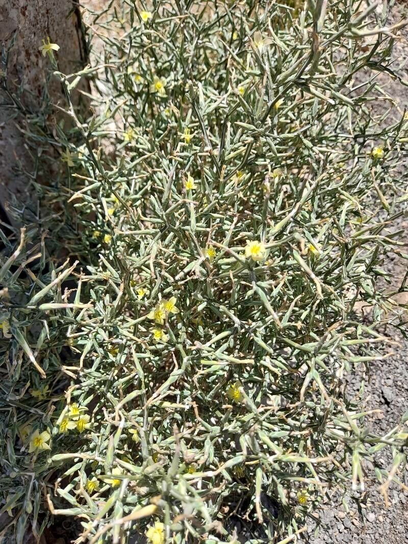 Lactuca orientalis habit
