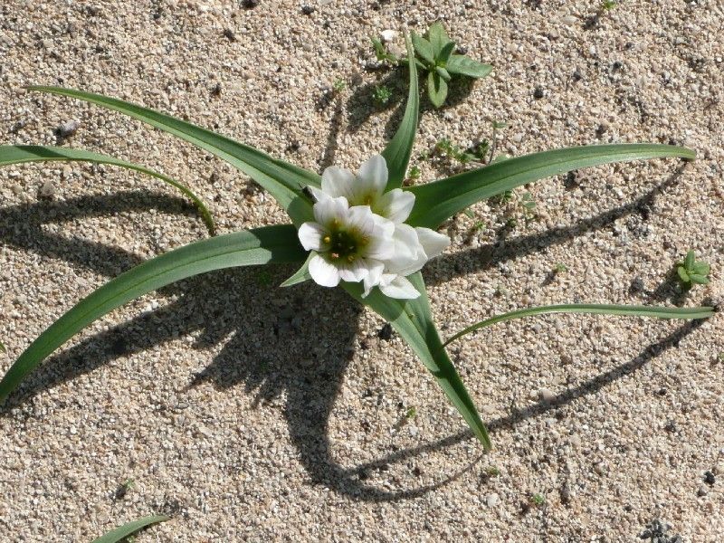 Colchicum psammophilum habit