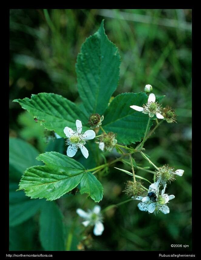 Rubus allegheniensis flower