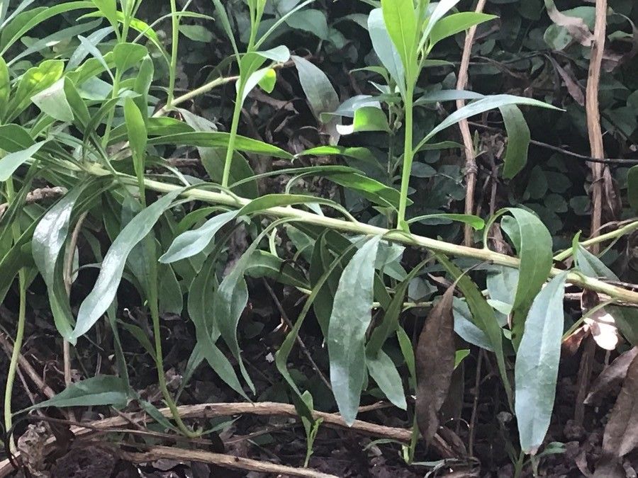 Globularia salicina — houseplant care guide