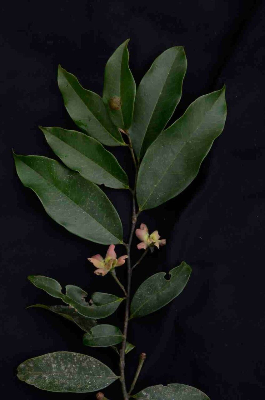 Guatteria australis flower