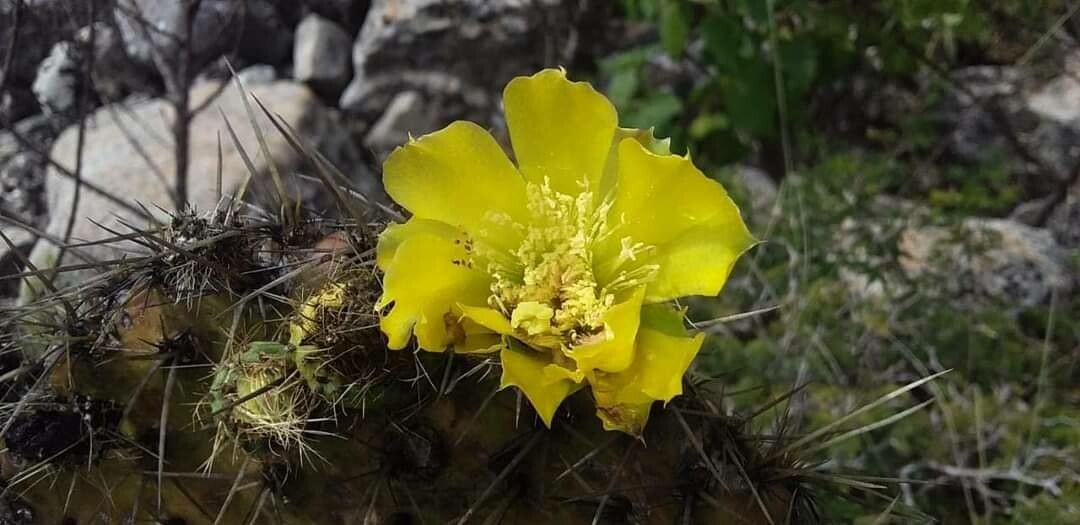 Opuntia huajuapensis — houseplant care guide