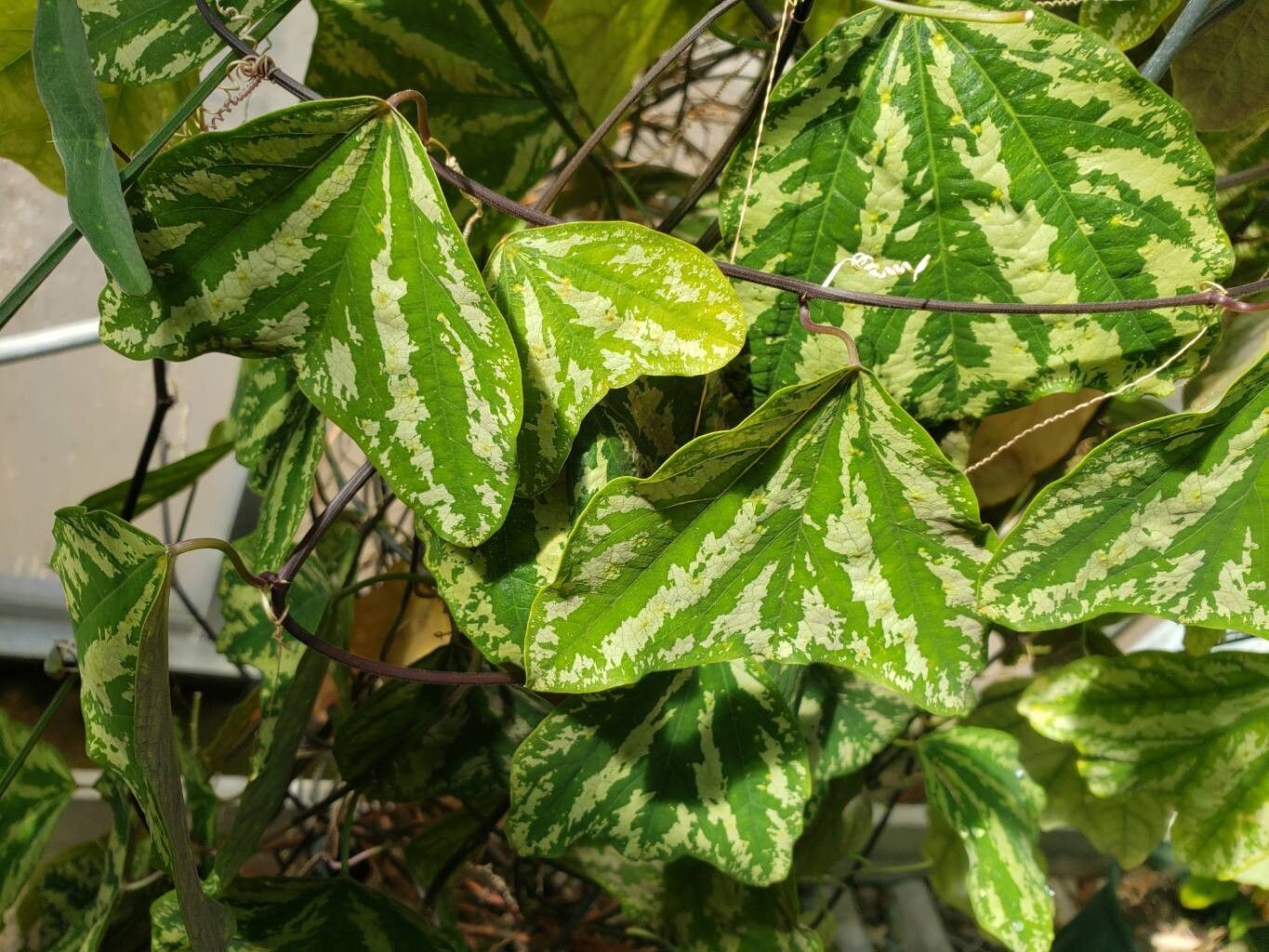 Passiflora porophylla — houseplant care guide