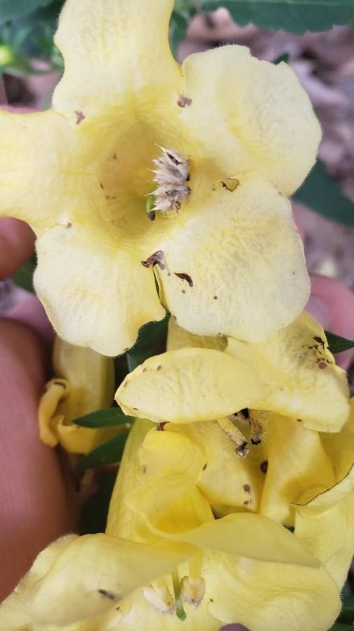 Aureolaria grandiflora flower