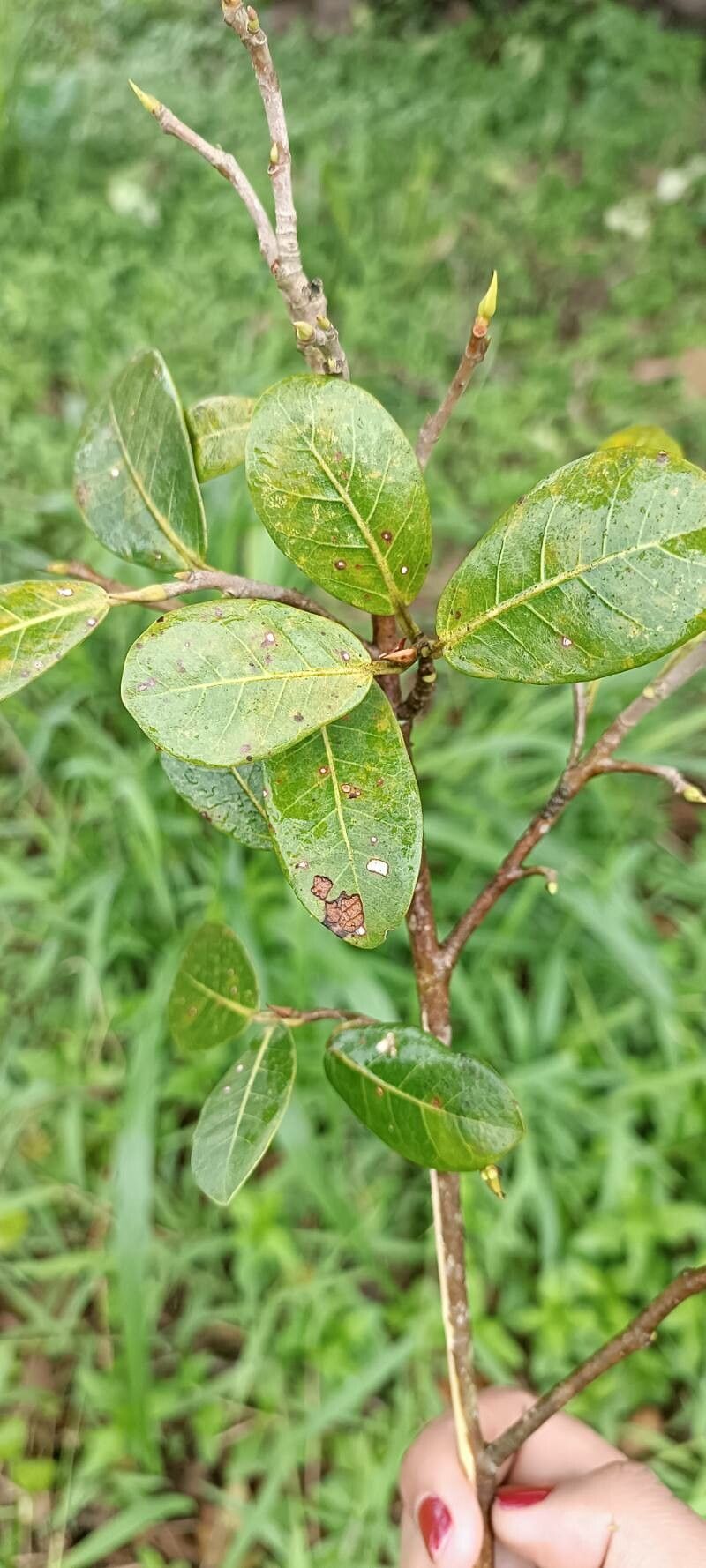 Ficus cestrifolia — houseplant care guide