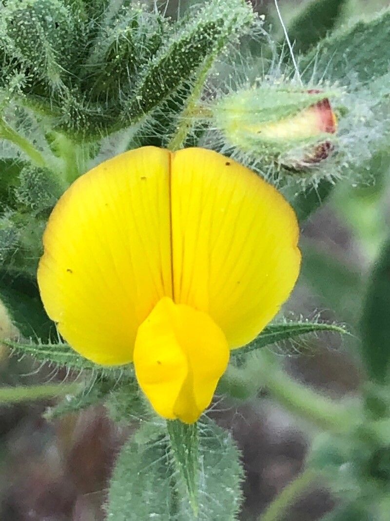 Ononis viscosa flower