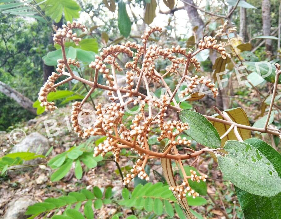Miconia albicans flower