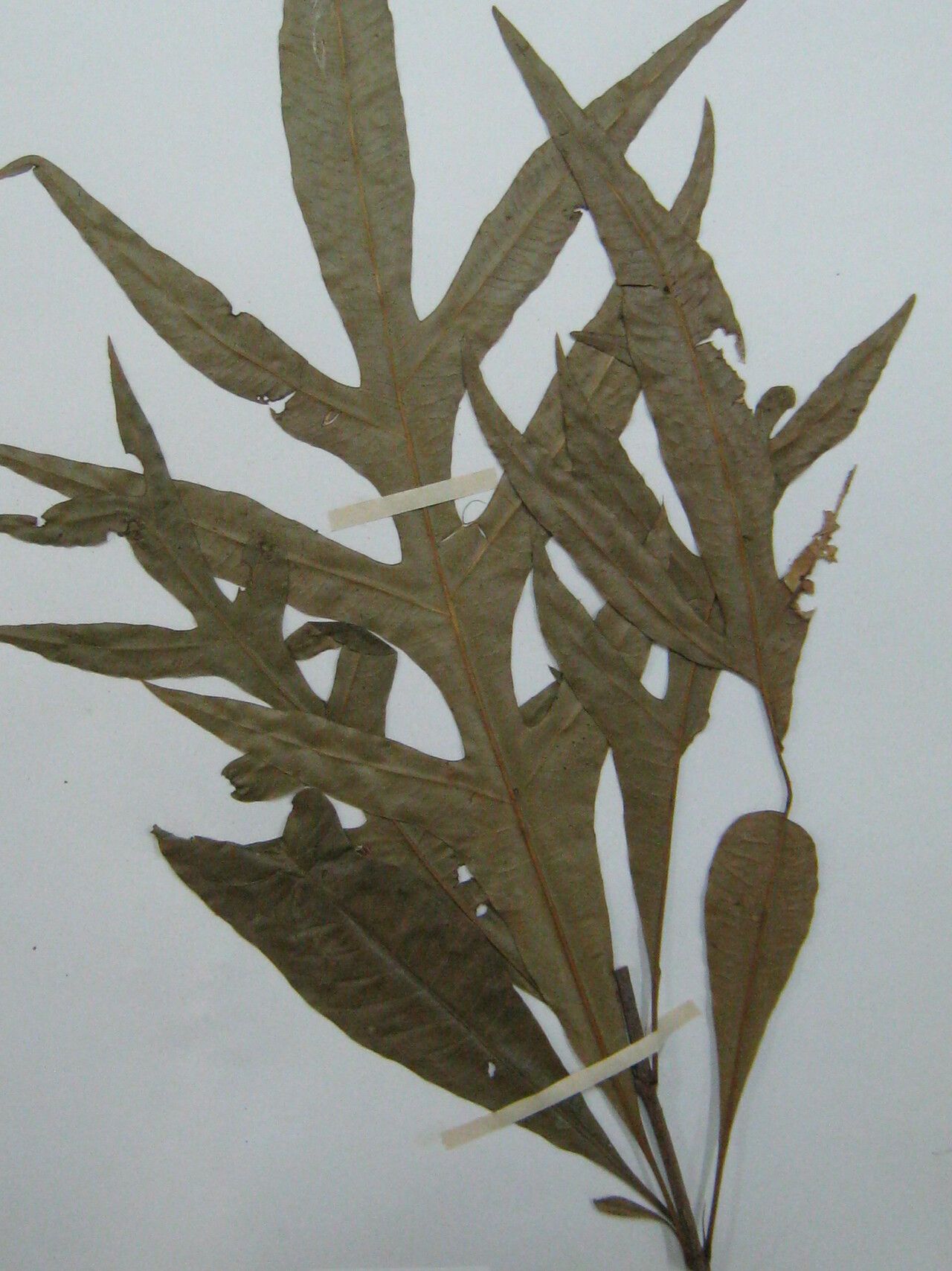 Quiina pteridophylla other