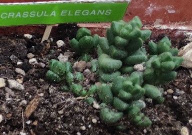Crassula elegans leaf