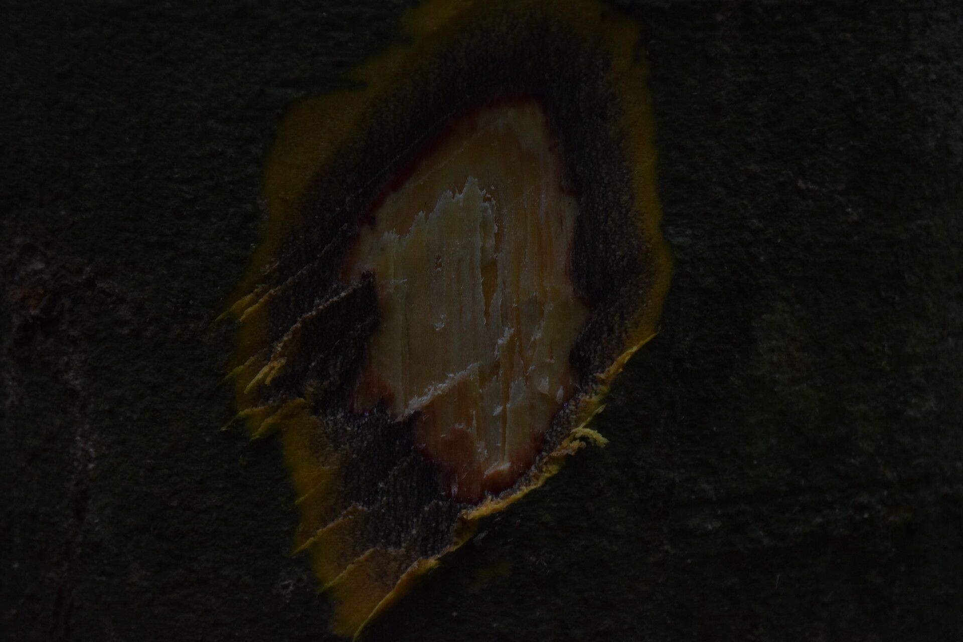 Dialium excelsum bark