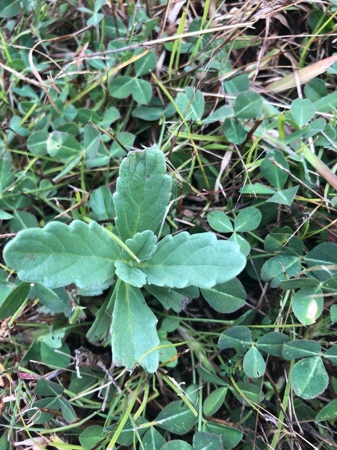 Ajuga integrifolia leaf